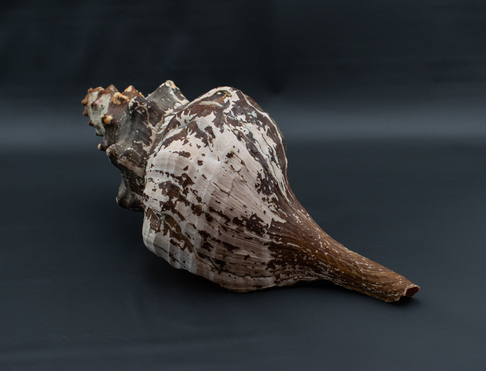 Large Horse Conch Sea Shell Long Nautical Coastal Beach Aquarium Brown Seashell