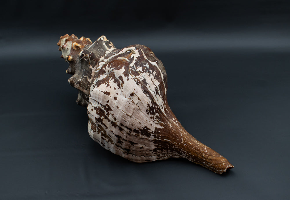 Large Horse Conch Sea Shell Long Nautical Coastal Beach Aquarium Brown Seashell
