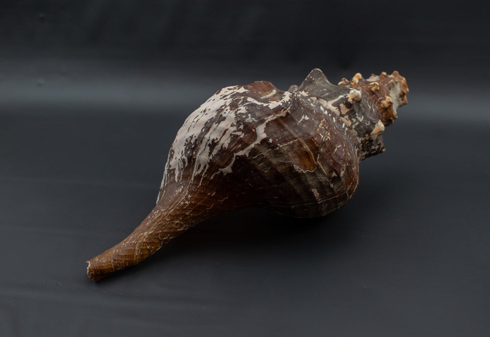 Large Horse Conch Sea Shell Long Nautical Coastal Beach Aquarium Brown Seashell