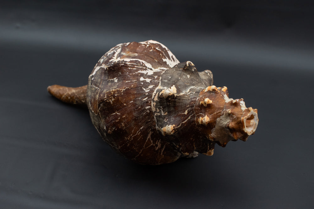 Large Horse Conch Sea Shell Long Nautical Coastal Beach Aquarium Brown Seashell