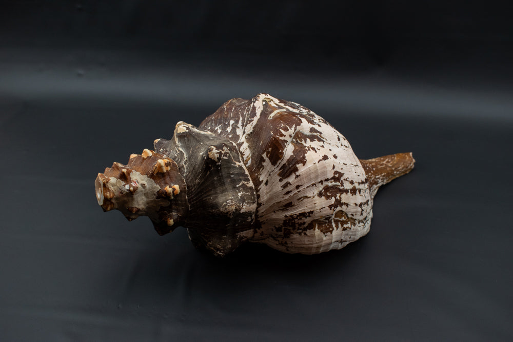 Large Horse Conch Sea Shell Long Nautical Coastal Beach Aquarium Brown Seashell