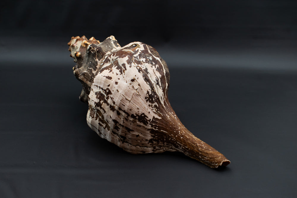 Large Horse Conch Sea Shell Long Nautical Coastal Beach Aquarium Brown Seashell