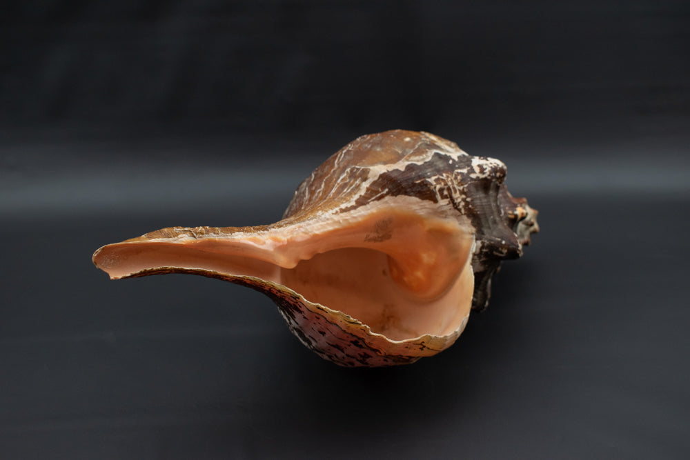Large Horse Conch Sea Shell Long Nautical Coastal Beach Aquarium Brown Seashell