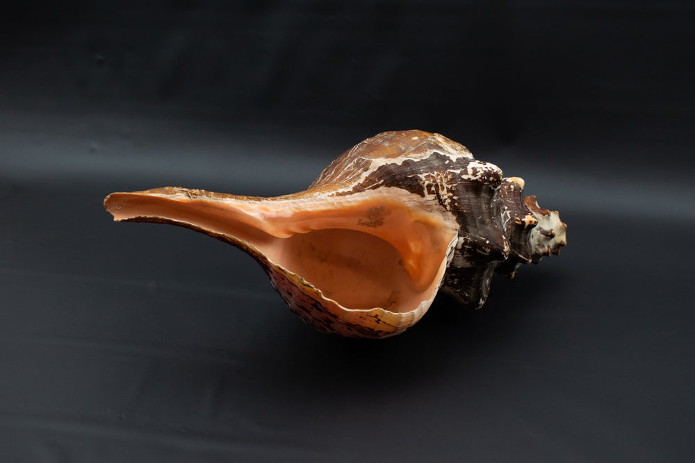Large Horse Conch Sea Shell Long Nautical Coastal Beach Aquarium Brown Seashell