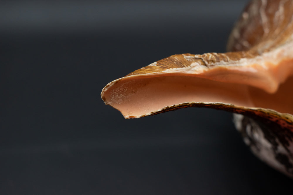 Large Horse Conch Sea Shell Long Nautical Coastal Beach Aquarium Brown Seashell