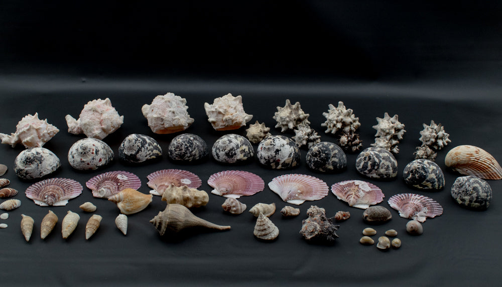 Authentic Sea Shells Lot Large Collection Used 63 Piece Set