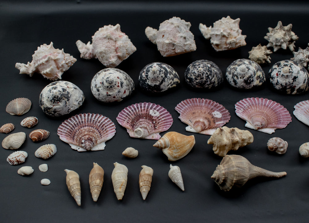 Authentic Sea Shells Lot Large Collection Used 63 Piece Set