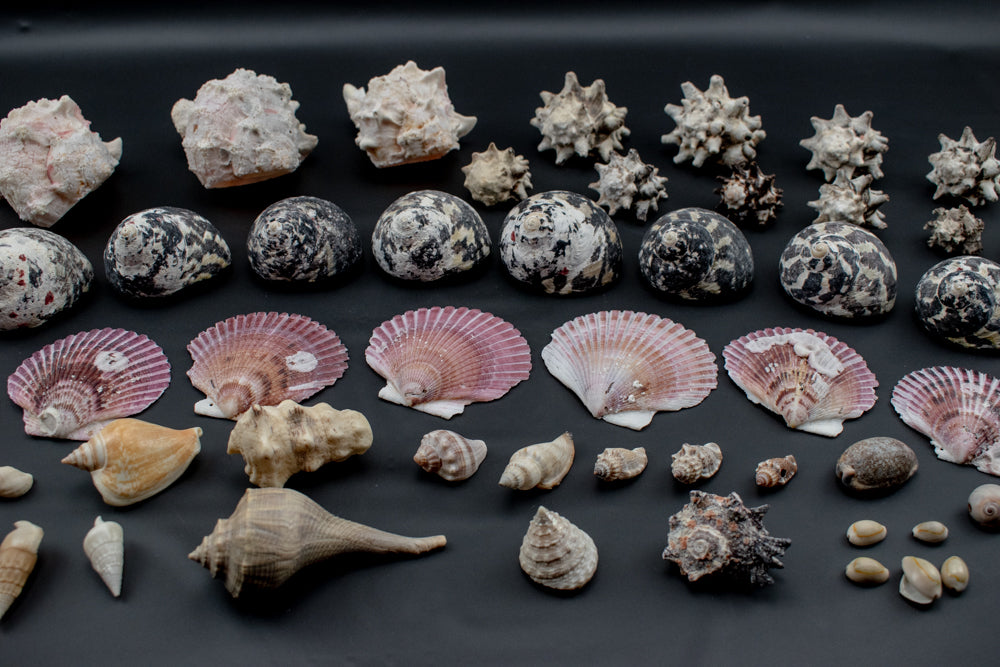 Authentic Sea Shells Lot Large Collection Used 63 Piece Set