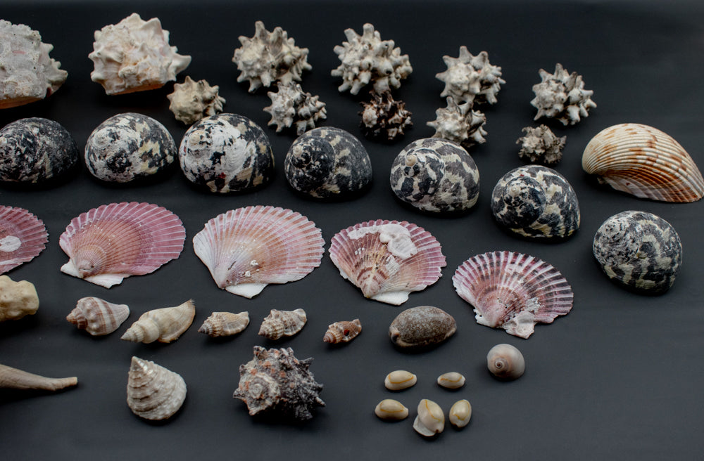 Authentic Sea Shells Lot Large Collection Used 63 Piece Set