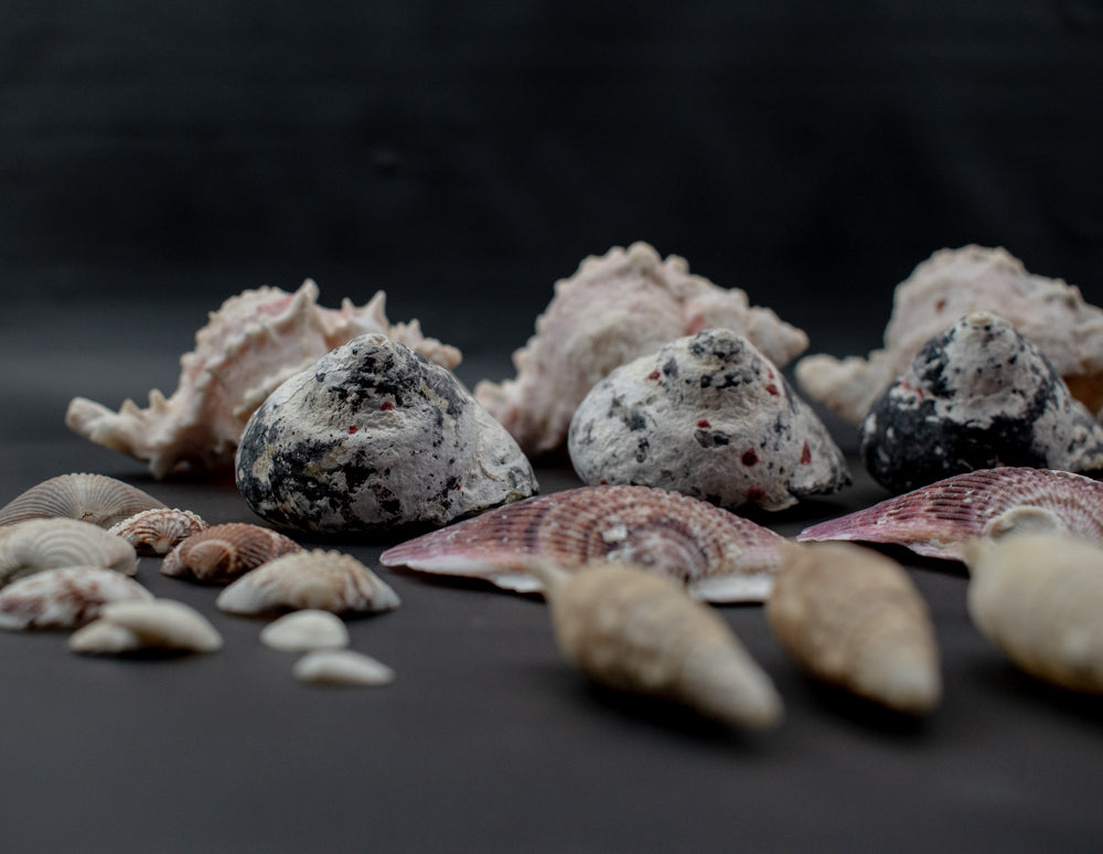 Authentic Sea Shells Lot Large Collection Used 63 Piece Set
