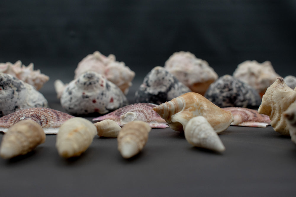 Authentic Sea Shells Lot Large Collection Used 63 Piece Set