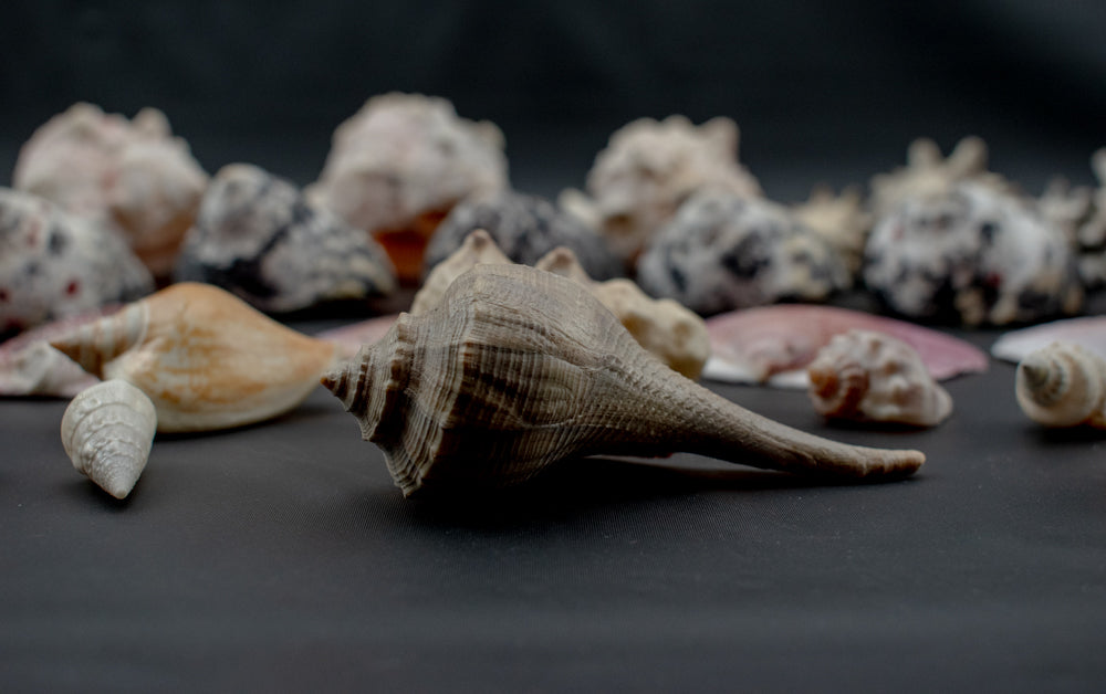 Authentic Sea Shells Lot Large Collection Used 63 Piece Set