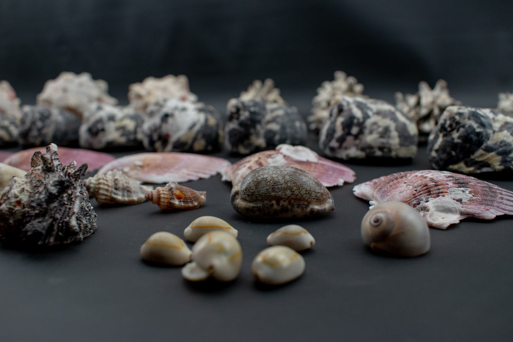 Authentic Sea Shells Lot Large Collection Used 63 Piece Set