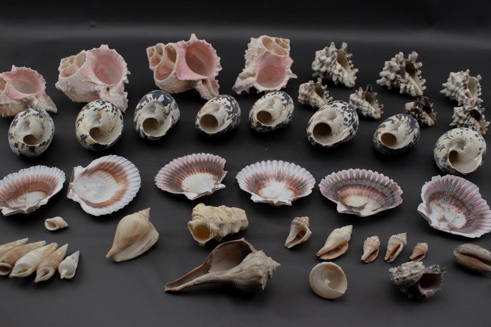 Authentic Sea Shells Lot Large Collection Used 63 Piece Set