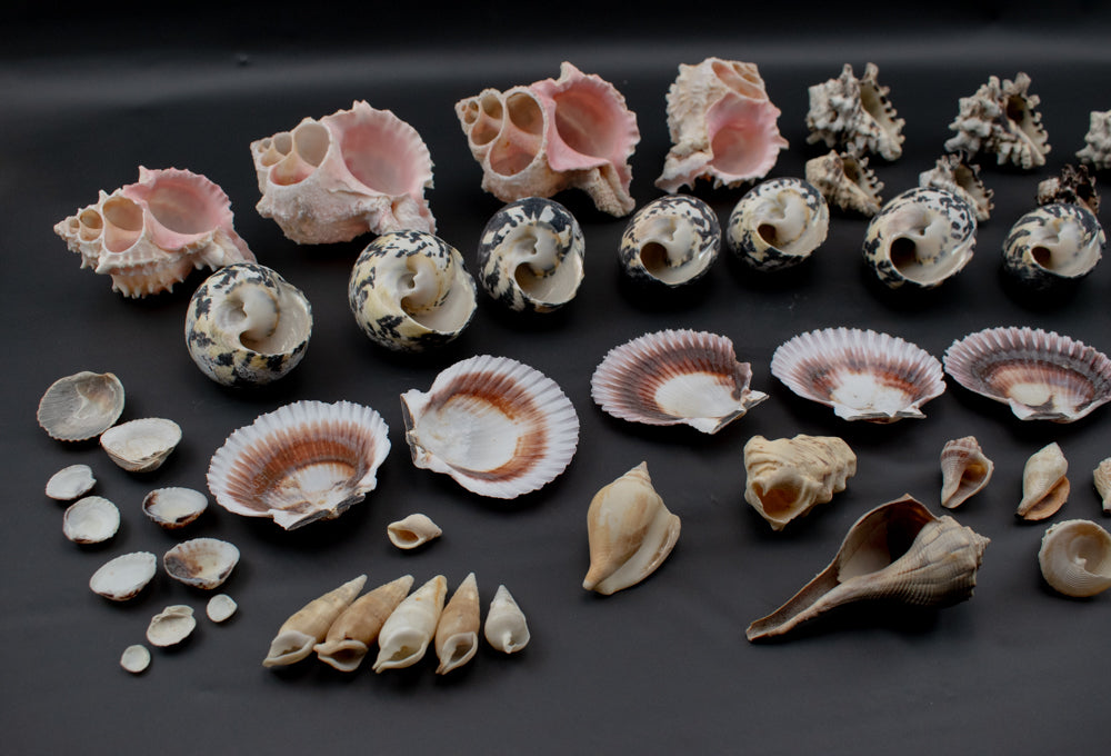 Authentic Sea Shells Lot Large Collection Used 63 Piece Set