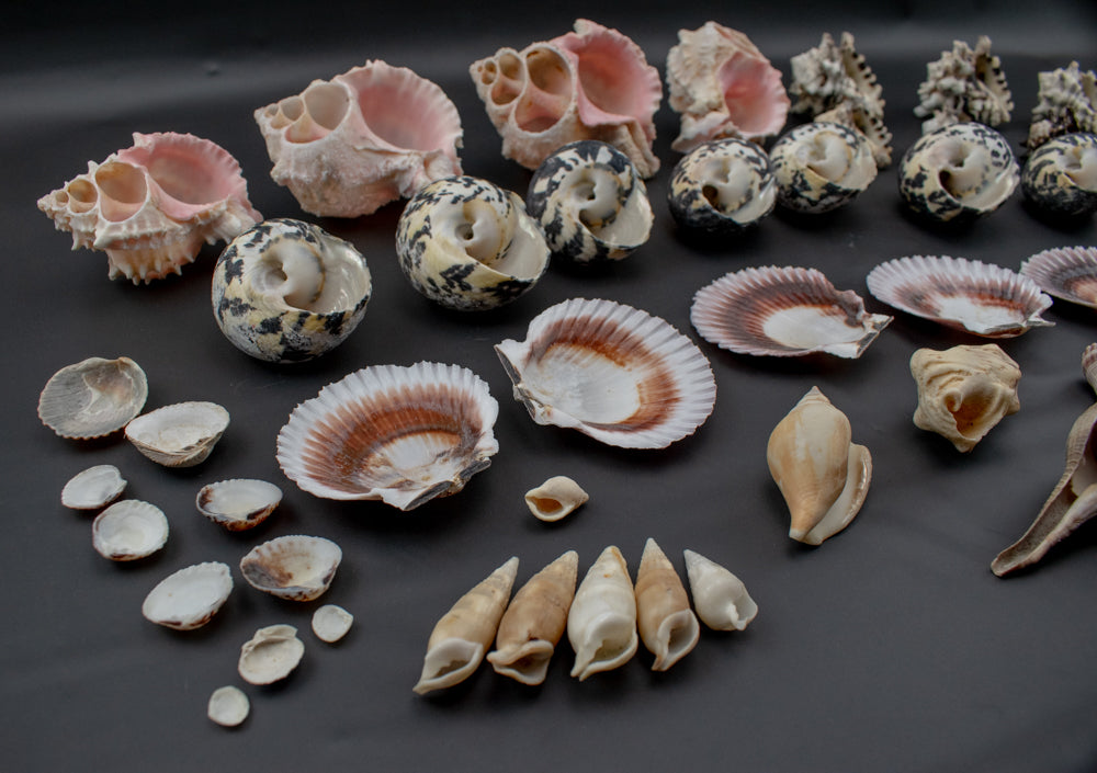Authentic Sea Shells Lot Large Collection Used 63 Piece Set