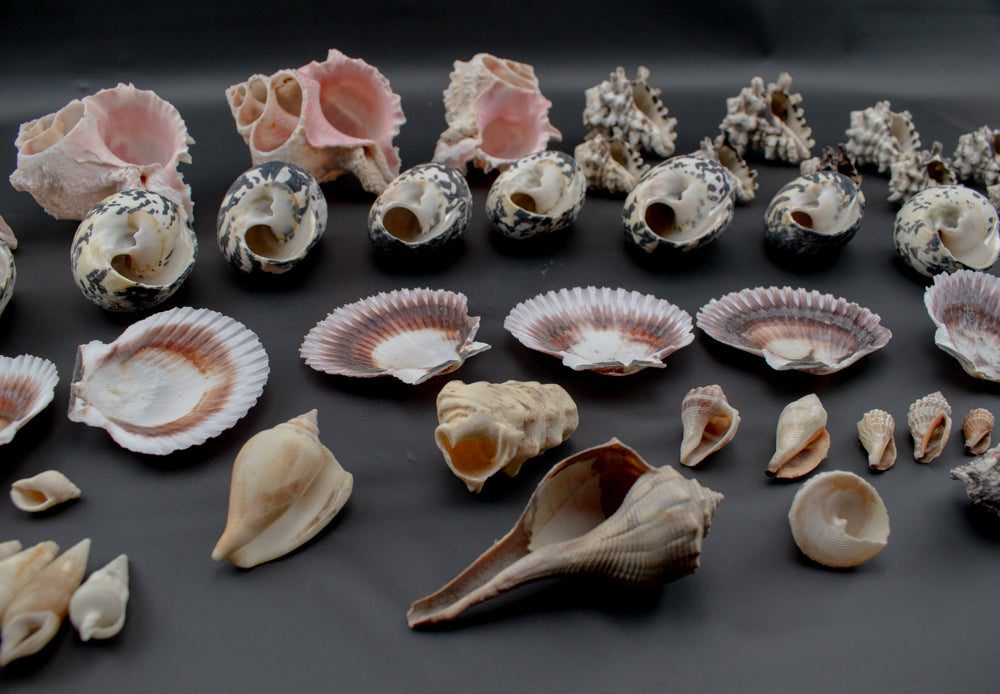Authentic Sea Shells Lot Large Collection Used 63 Piece Set