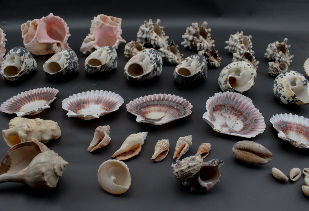 Authentic Sea Shells Lot Large Collection Used 63 Piece Set