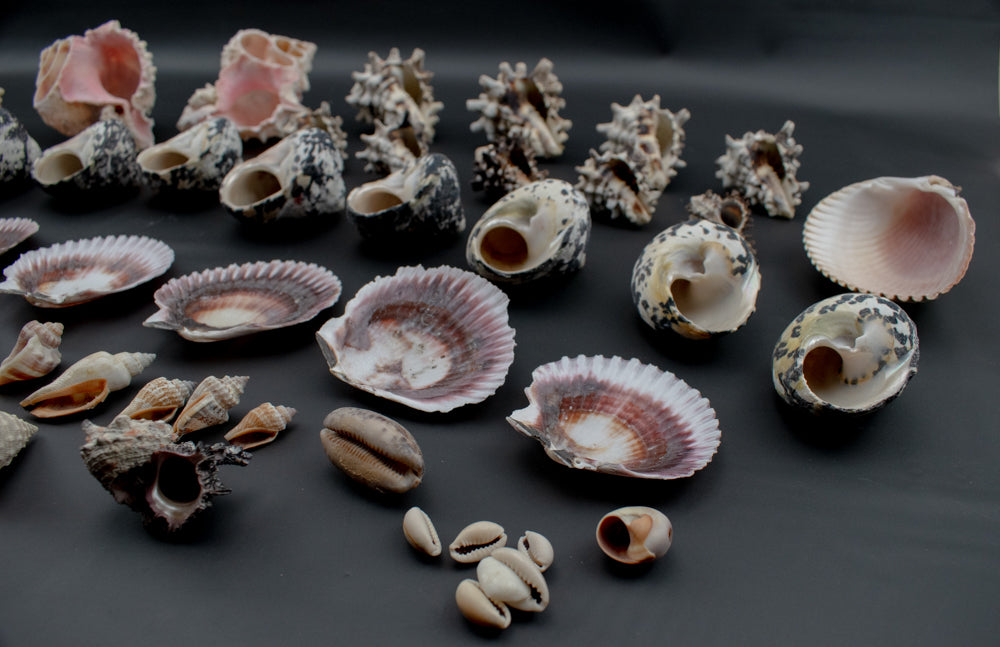 Authentic Sea Shells Lot Large Collection Used 63 Piece Set